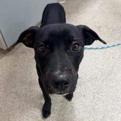Shelter Stray Male Dog last seen , 8464 Beach Blvd, Jacksonville, FL 32216, USA