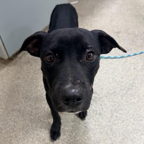Shelter Stray Male Dog last seen , 8464 Beach Blvd, Jacksonville, FL 32216, USA