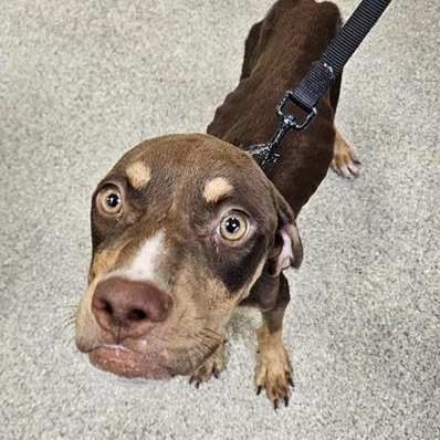 Shelter Stray Male Dog last seen , 8464 Beach Blvd, Jacksonville, FL 32216, USA