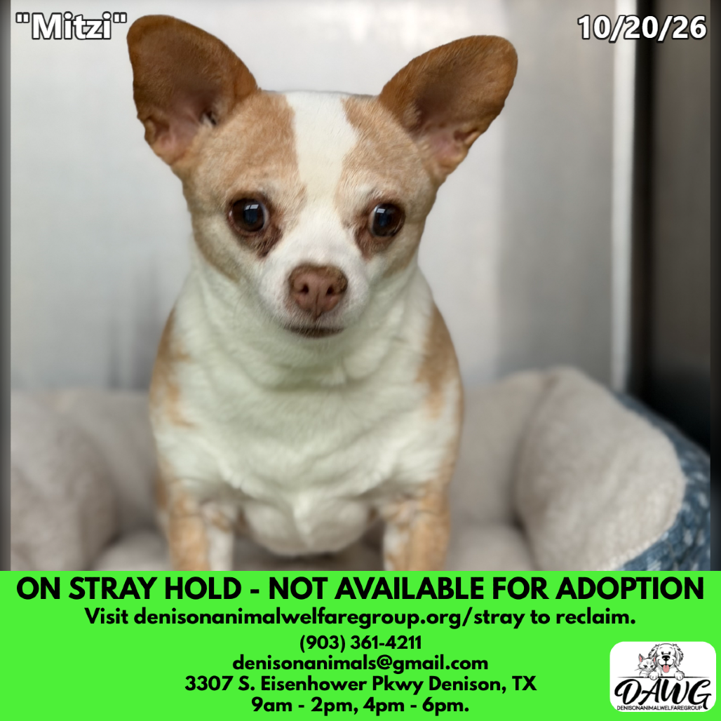 Shelter Stray Female Dog last seen , 3307 S Eisenhower Pkwy, Denison, TX 75020, USA
