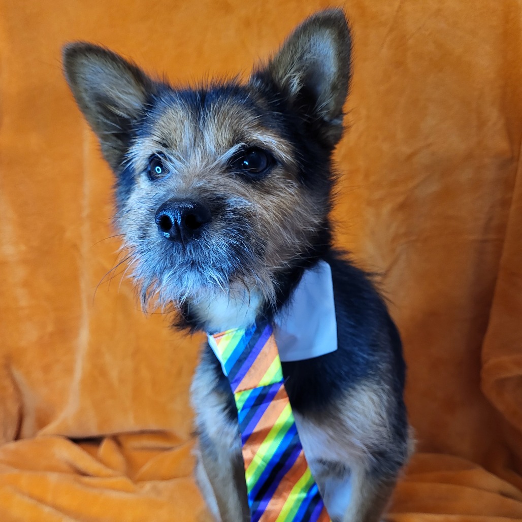 Shelter Stray Male Dog last seen , 980 Guilford College Rd, Greensboro, NC 27409, USA