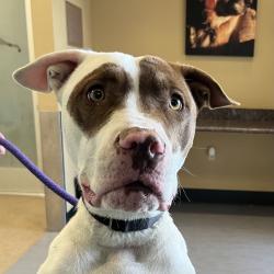 Shelter Stray Female Dog last seen , 4575 E Mesquite Ave, Palm Springs, CA 92264, USA