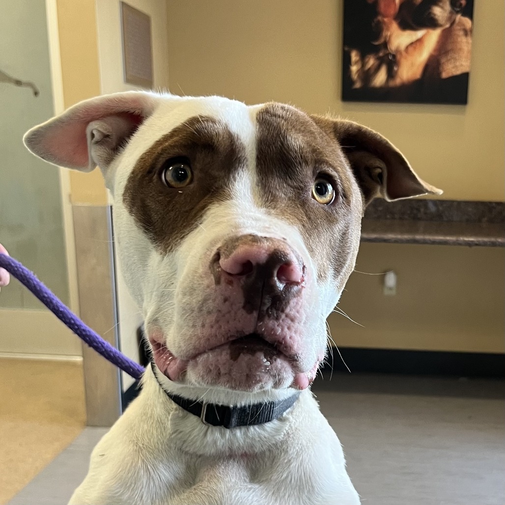 Shelter Stray Female Dog last seen , 4575 E Mesquite Ave, Palm Springs, CA 92264, USA