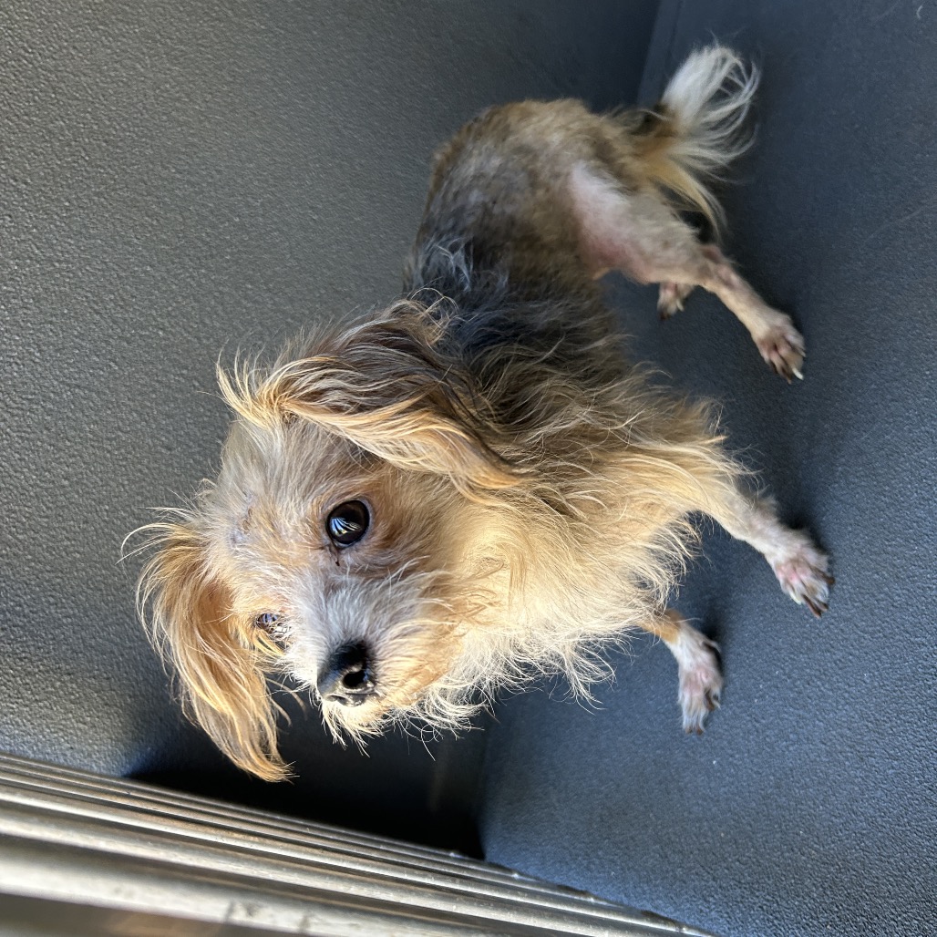 Shelter Stray Male Dog last seen , 980 Guilford College Rd, Greensboro, NC 27409, USA