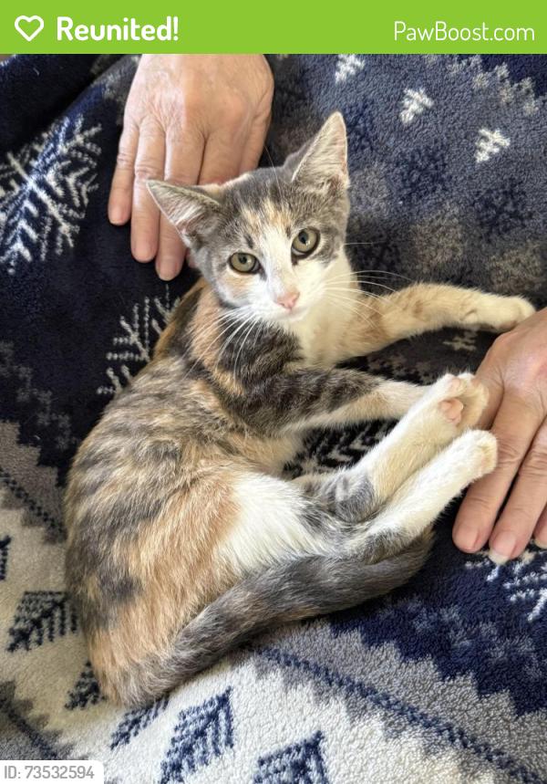 Reunited Female Cat last seen At home, Indianapolis, IN 46236
