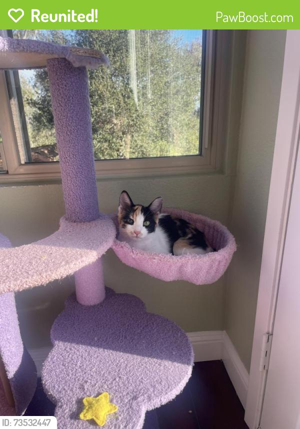 Reunited Female Cat last seen Bobier and Taylor, Vista, CA 92084