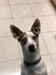 Lost Male Dog last seen Exit 12, Cutler Bay, FL 33189