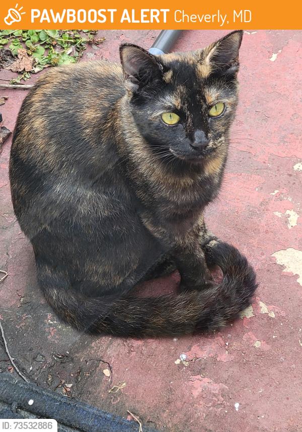 Found/Stray Female Cat last seen Landover Road & 63rd Place (Cheverly), Cheverly, MD 20785