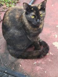 Found/Stray Female Cat last seen Landover Road & 63rd Place (Cheverly), Cheverly, MD 20785