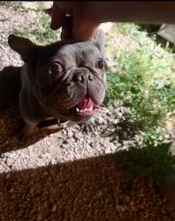 Lost Female Dog last seen Cimarron and Ducharme ave, Las Vegas, NV 89145