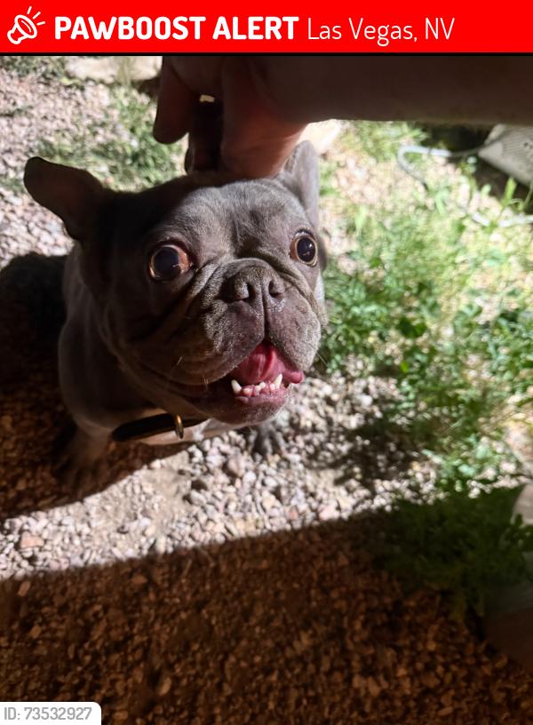 Lost Female Dog last seen Cimarron and Ducharme ave, Las Vegas, NV 89145