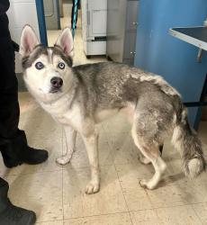 Reunited Male Dog last seen Ames and Etna, Saint Paul, MN 55106