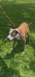 Reunited Female Dog last seen Lawndale/Farhill, Killeen, TX 76549