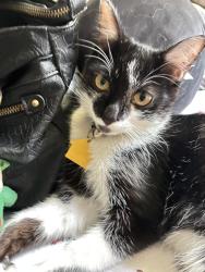 Reunited Male Cat last seen 6th street and r8, Palmdale, CA 93550