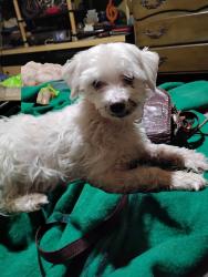 Lost Male Dog last seen Admiral Twin Drive-in, Tulsa, OK 74115