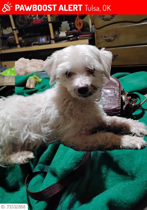 Lost Male Dog last seen Admiral Twin Drive-in, Tulsa, OK 74115