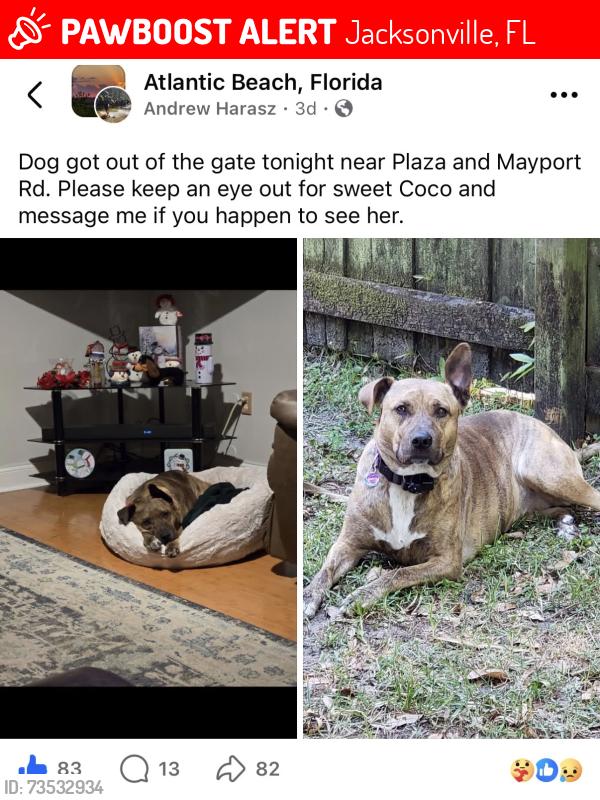 Lost Female Dog last seen Main Street Atlantic beach, Jacksonville, FL 32233