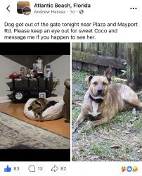 Lost Female Dog last seen Main Street Atlantic beach, Jacksonville, FL 32233