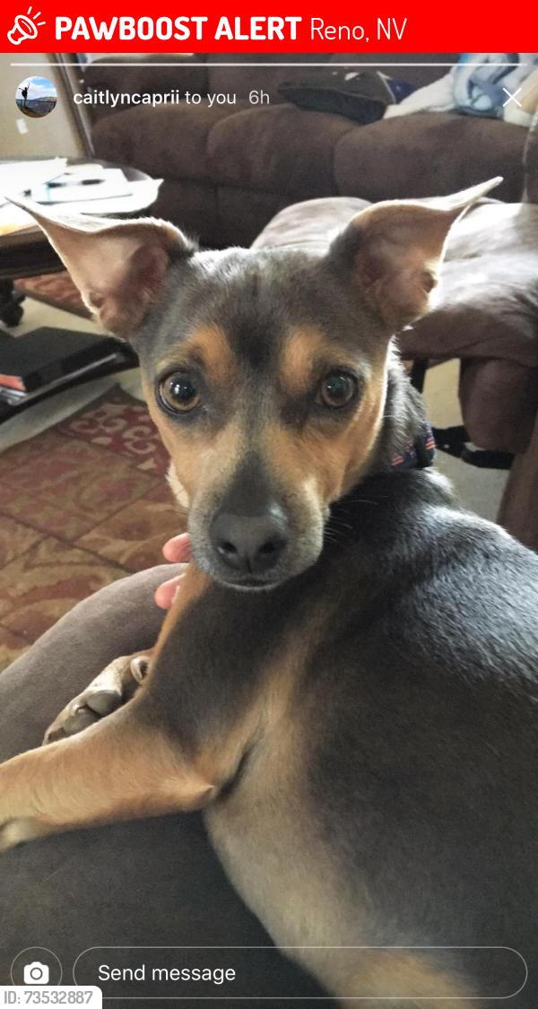 Lost Male Dog last seen Winchester, Reno, NV 89506