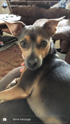 Lost Male Dog last seen Winchester, Reno, NV 89506