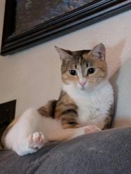 Lost Female Cat last seen South Ave and Soderquist Road, Turlock, CA 95380