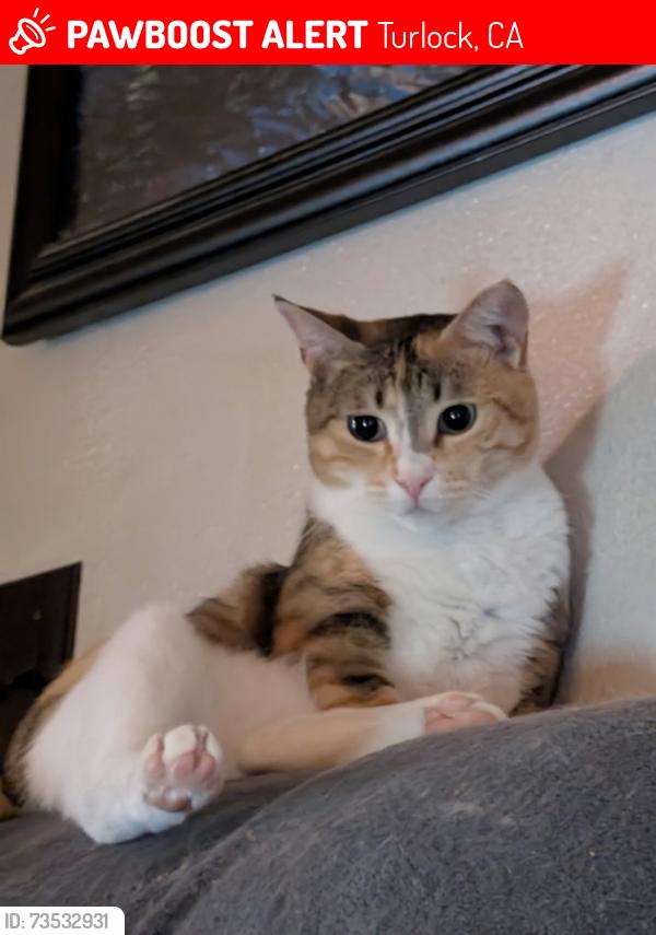 Lost Female Cat last seen South Ave and Soderquist Road, Turlock, CA 95380