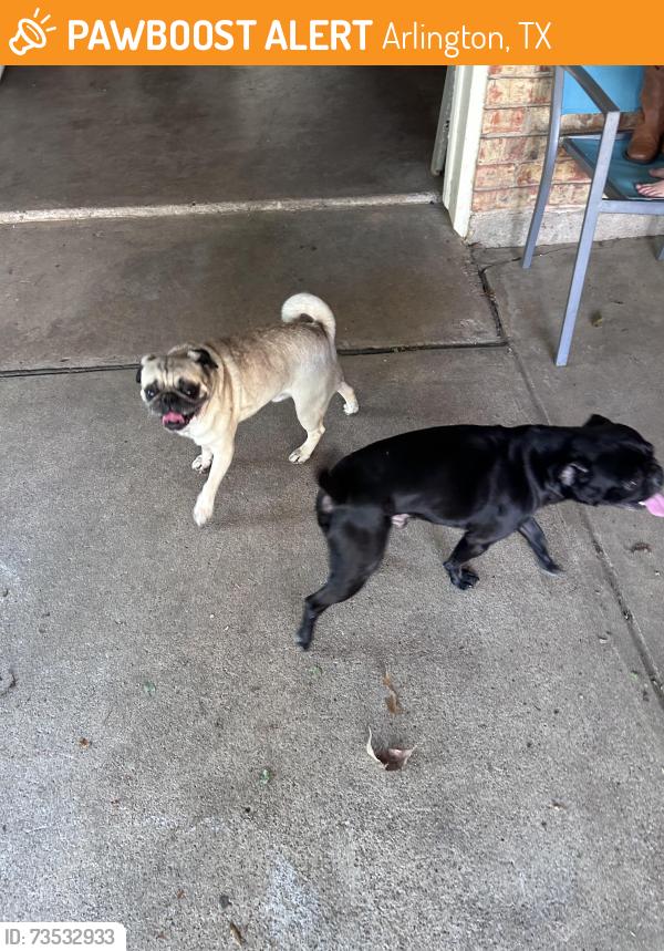 Found/Stray Male Dog last seen Torch Dr, Arlington, TX 76015