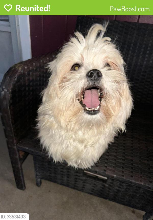 Reunited Male Dog last seen Around 24 goff street, Waterbury, CT 06704