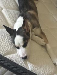 Reunited Male Dog last seen lakeshore blvd akron 44301, Akron, OH 44307