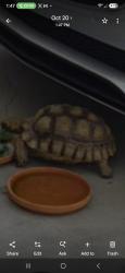 Lost Unknown Other last seen Budlong and El Segundo, Los Angeles, CA 90044