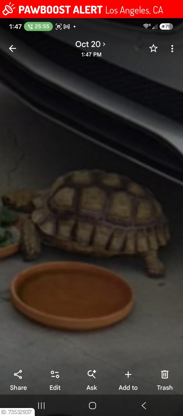 Lost Unknown Other last seen Budlong and El Segundo, Los Angeles, CA 90044