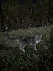Found/Stray Female Cat last seen John West Rd, Dallas, TX 75228