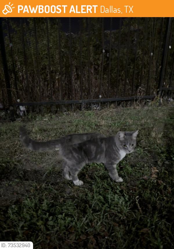 Found/Stray Female Cat last seen John West Rd, Dallas, TX 75228