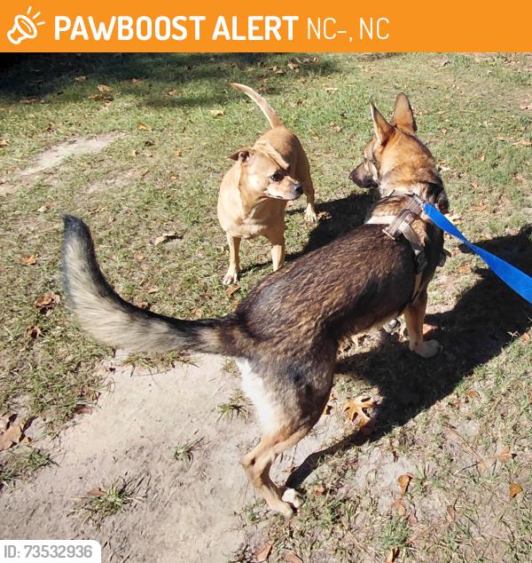 Found/Stray Unknown Dog last seen South Harnett Elementary School, NC-210, NC 28382
