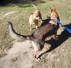 Found/Stray Unknown Dog last seen South Harnett Elementary School, NC-210, NC 28382