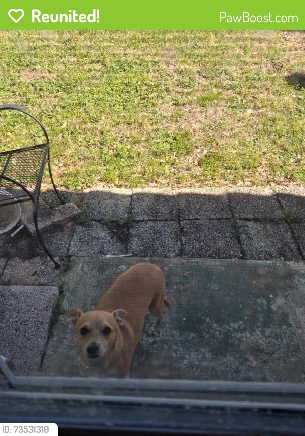 Reunited Male Dog last seen Indigo Dr, Clearwater, Clearwater, FL 33763