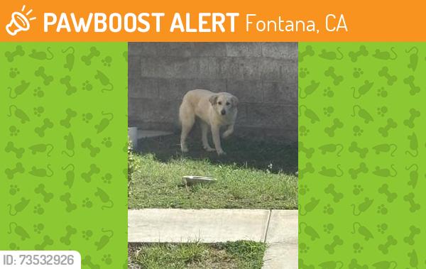 Found/Stray Unknown Dog last seen clbh Drive and Contenta Court (Sierra Lakes, Fontana), Fontana, CA 92336