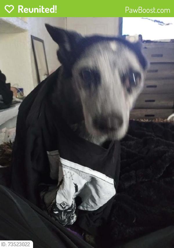 Reunited Male Dog last seen University and central, Albuquerque, NM 87106