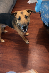 Lost Male Dog last seen whitehall elementary school, Anderson, SC 29622