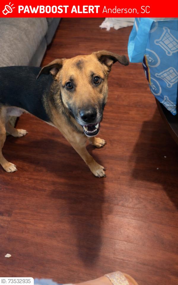 Lost Male Dog last seen whitehall elementary school, Anderson, SC 29622