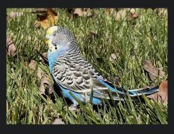 Found/Stray Unknown Bird last seen Near Brookfield drive Kensington Md, Kensington, MD 20895