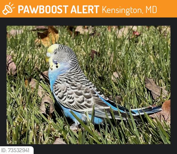 Found/Stray Unknown Bird last seen Near Brookfield drive Kensington Md, Kensington, MD 20895