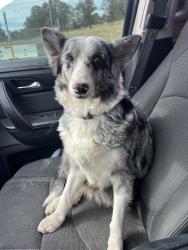 Found/Stray Female Dog last seen Edwards, Dodds Rd, CA 95320
