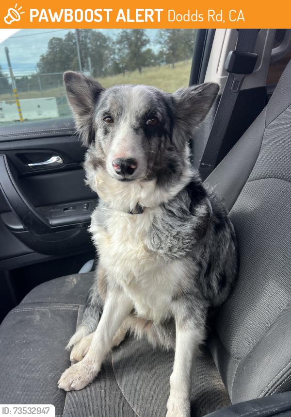 Found/Stray Female Dog last seen Edwards, Dodds Rd, CA 95320