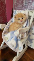 Shelter Stray Male Cat last seen Near E 900 S, Clearfield, UT 84015, USA, 1422 E 600 N, Fruit Heights, UT 84037, USA