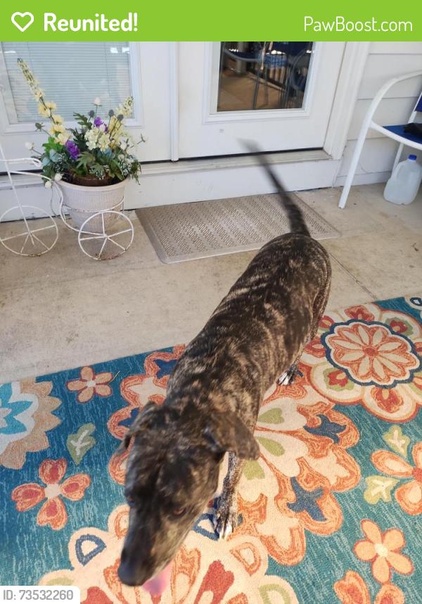 Reunited Female Dog last seen El Dorado ests trailer park, St. Peters, MO 63376