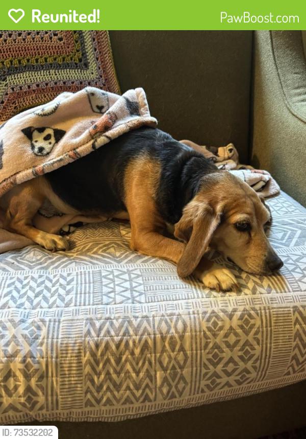 Reunited Female Dog last seen Off of Norcross several streets down from Ely Road and norcross intersection, Chattanooga, TN 37343