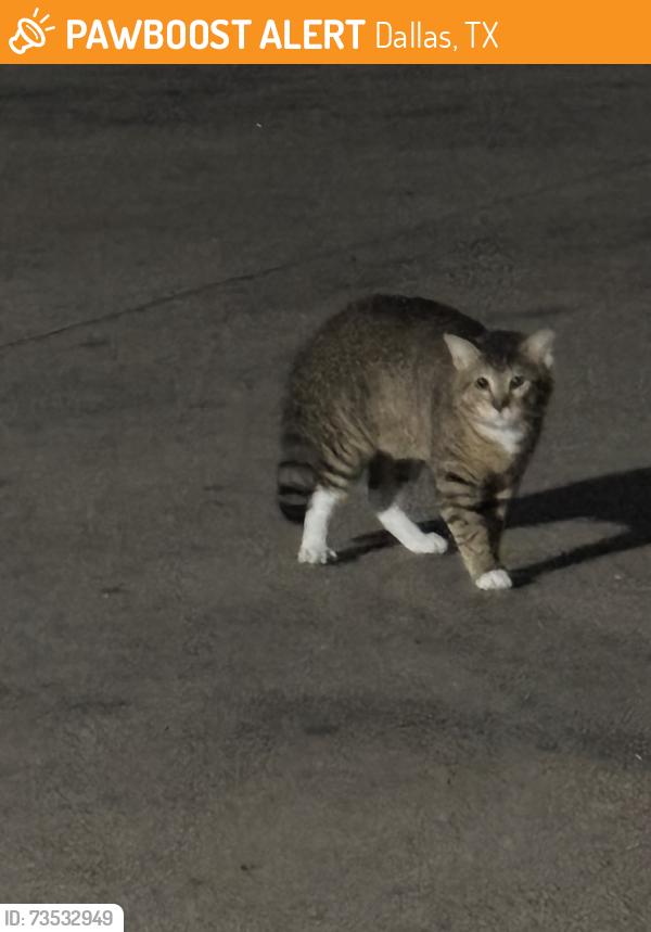 Found/Stray Male Cat last seen Shiloh rd, Dallas, TX 75228