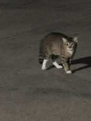Found/Stray Male Cat last seen Shiloh rd, Dallas, TX 75228