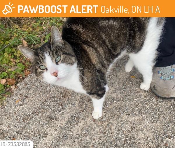 Found/Stray Unknown Cat last seen Nipegon Trail, North side of stream. Very near the entrance off the sidewalk of 2330 Grand Ravine Dr, Oakville, Oakville, ON L6H 6A8